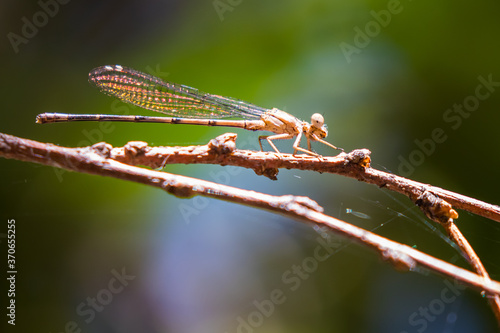 Wallpaper Mural Iridescent Damselfly Rests on a Riverside Branch Torontodigital.ca