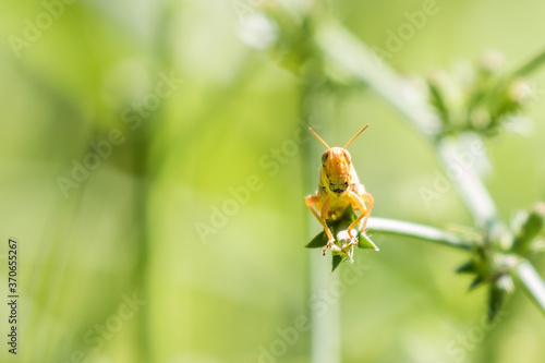 Grasshopper Perches Like a Bird on a Plant Facing the Photographer
