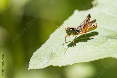 Grasshopper Rests on a Plant Leaf © Jeff Huth