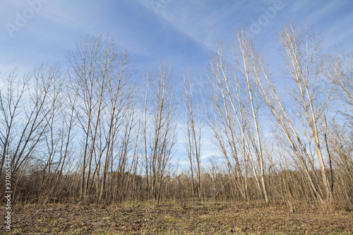 Forest of birch trees standing in the suboticka pescara, a sandland in Subotica, Norther Serbia. birch tree is a thin leaved wood growing in Europe.