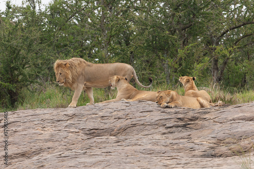 Lion and lioness on kjope in Tanzania Africa