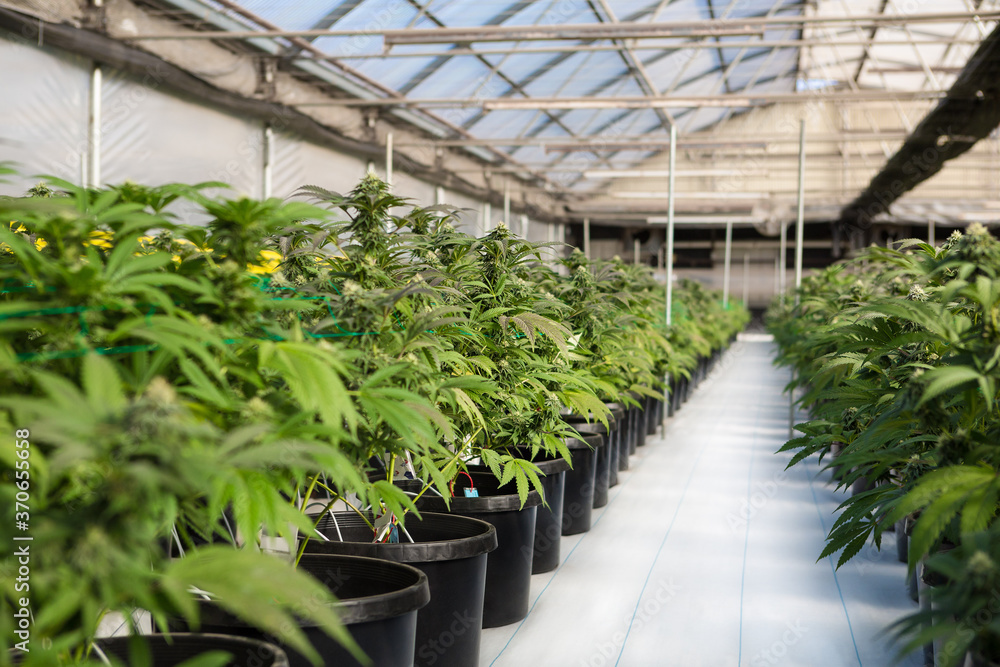 Cannabis plants in a greenhouse