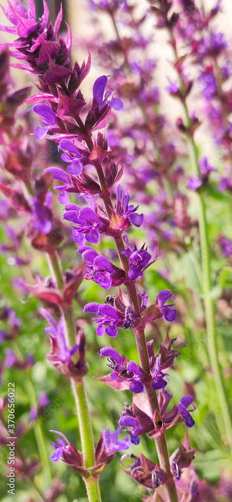 Obraz premium flower meadow: salvia nemorosa - sage nemorose