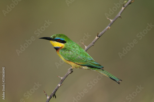 Little Bee-eater in kenya Africa