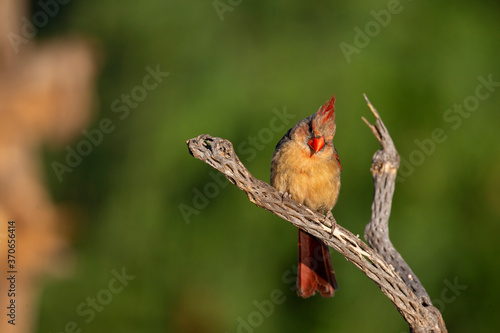 Female Northern Cardinal on branch