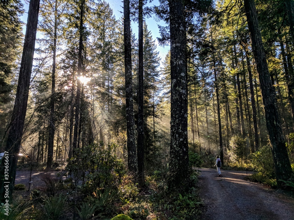 Fototapeta premium Todd Lake Bend Oregon Trees Sunlight