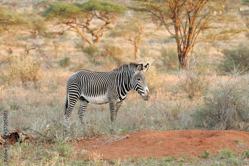 Gr  vy s Zebra in  Kenya Africa