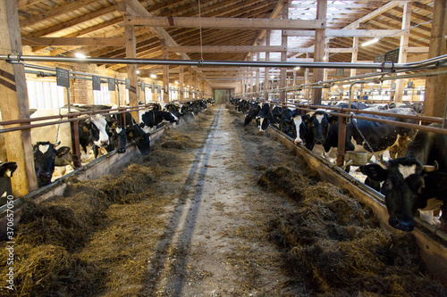 Cows on a livestock farm in a corral