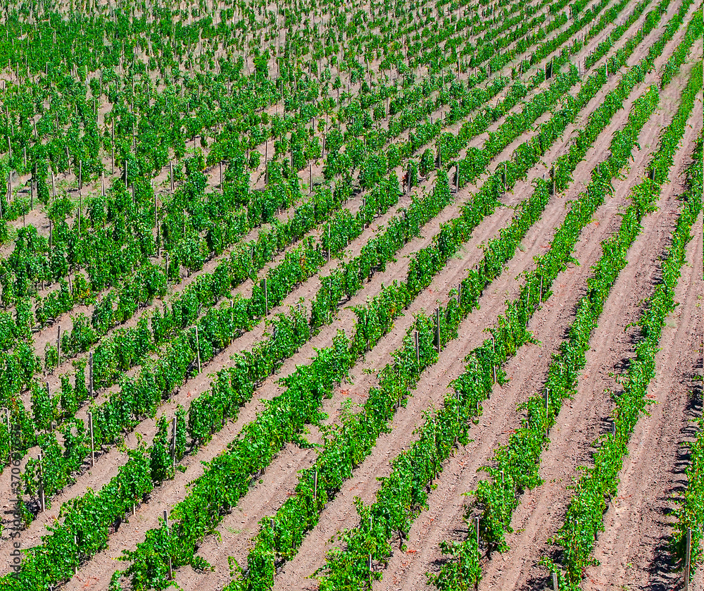 Rows Of Vineyard Grape Vines. Selective focus Rows Of Vineyard Grape Vines. Selective focus