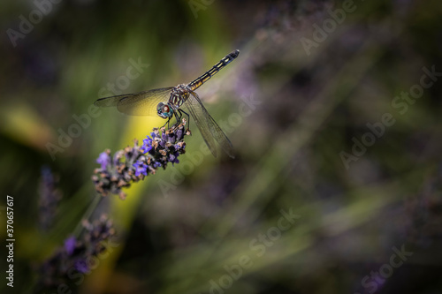 Dragonfly on lavender  © AGrandemange