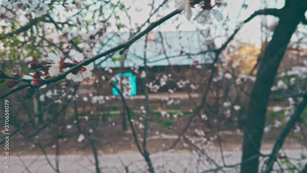 Nostalgia. Closeup panning shot of cherry branch with lonely flowers on tip in early spring with wooden hut on blurred background. Vintage color grading with vignette. Nostalgia. Closeup panning shot of cherry branch with lonely flowers on tip in early spring with wooden hut on blurred background. Vintage color grading with vignette.