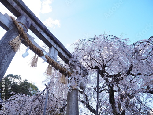 大石神社の桜と鳥居