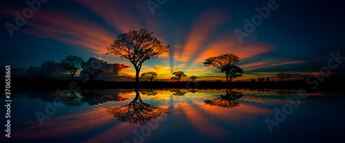 Panorama silhouette tree in africa with sunset.Tree silhouetted against a setting sun reflection on water.Typical african sunset with acacia trees in Masai Mara, Kenya. photo