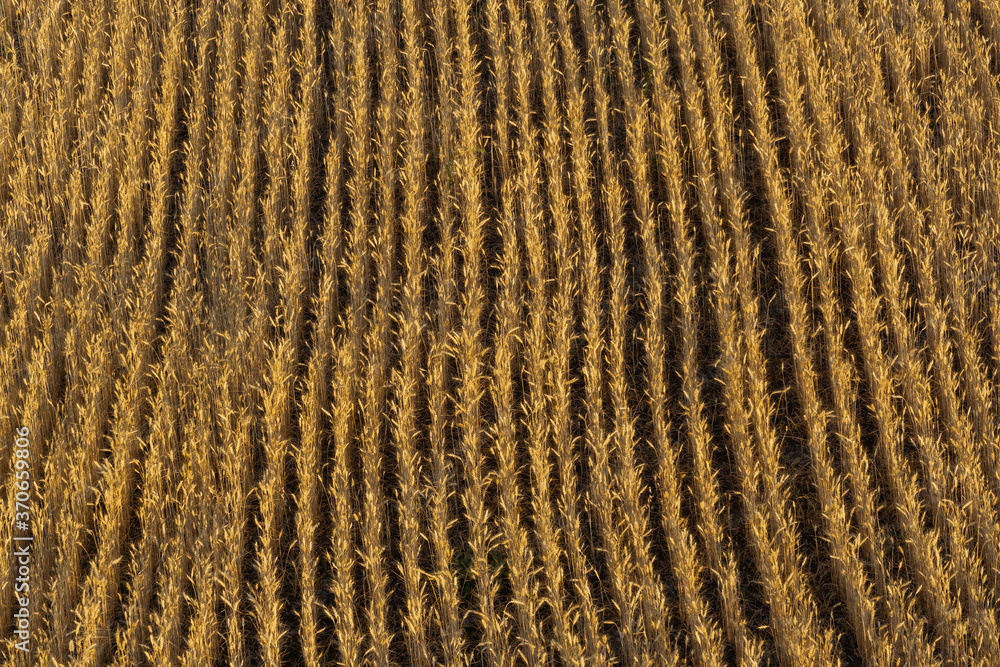 golden wheat field in the rays of the setting or dawn sun golden wheat field in the rays of the setting or dawn sun