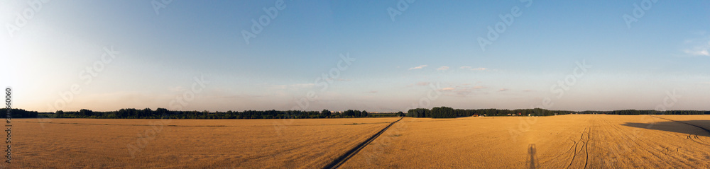 golden wheat field in the rays of the setting or dawn sun