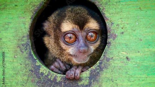 Photography Close-up of small monkey peeking out of hole in enclosure