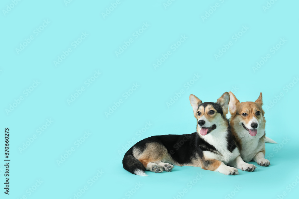 Cute corgi dogs on color background