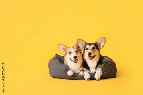 Canvas Print Cute corgi dogs with pet bed on color background