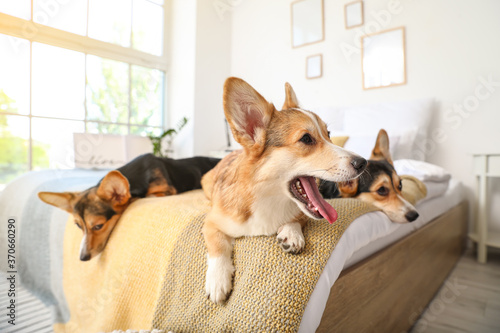 Cute corgi dogs resting on bed at home
