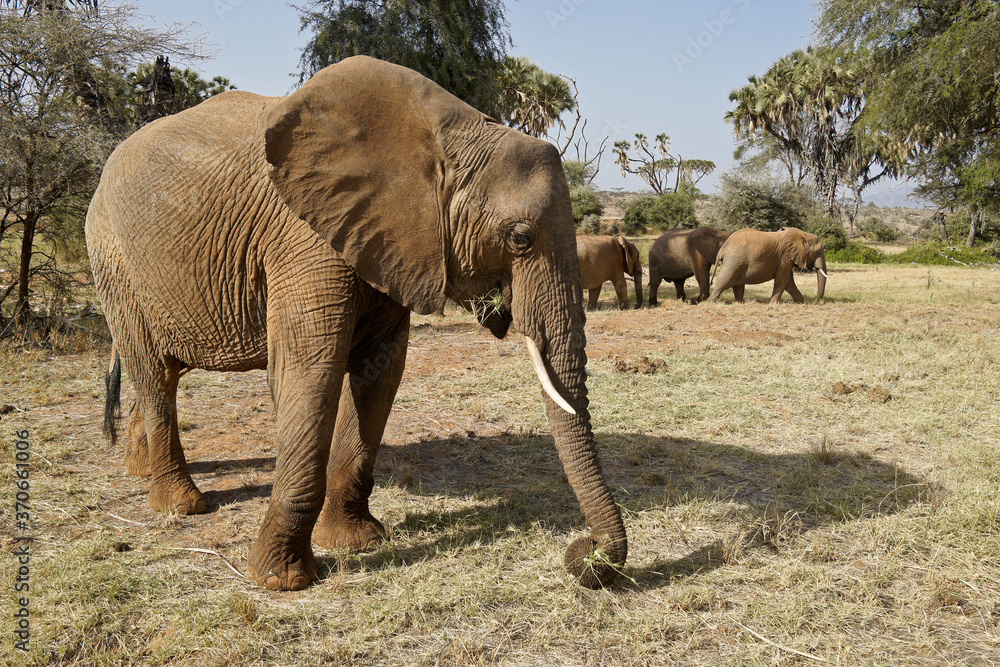 Elephants feeding in a clearing near the Ewaso Nyiro (Uaso Nyiro) River, Samburu Game Reserve, Kenya