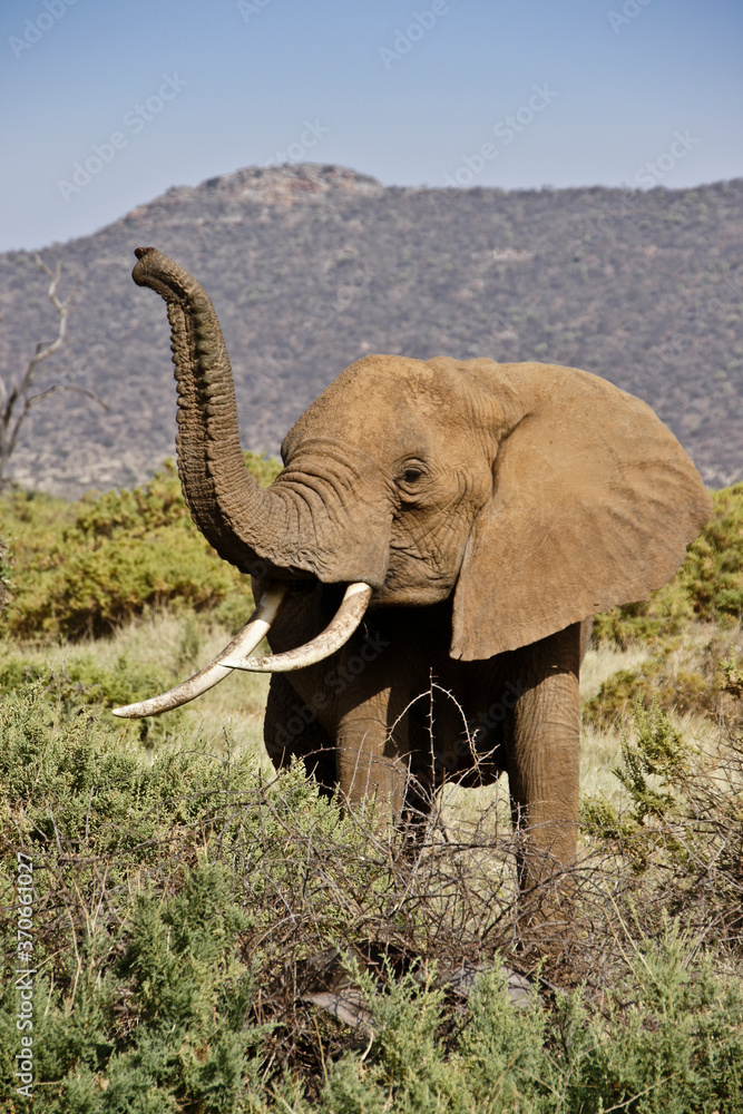 Obraz premium Elephant raising trunk to catch scent in the air, Samburu Game Reserve, Kenya