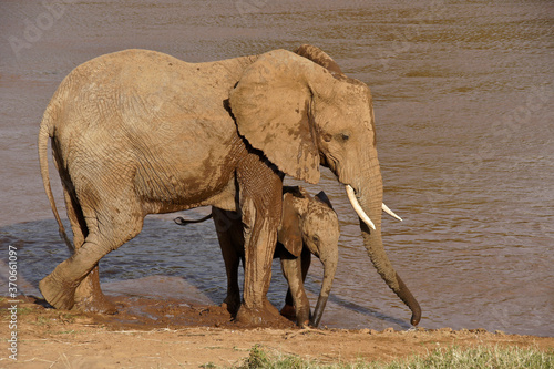 Female elephant and calf drinking at Ewaso Nyiro (Uaso Nyiro) river, Samburu Game Reserve, Kenya © Michele Burgess