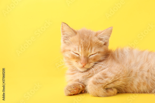 Fototapeta Naklejka Na Ścianę i Meble -  Cute funny kitten on color background