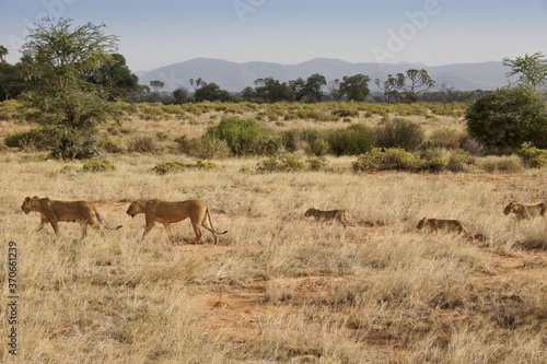 Lionesses and their cubs walking through dry grass, Samburu Game Reserve, Kenya