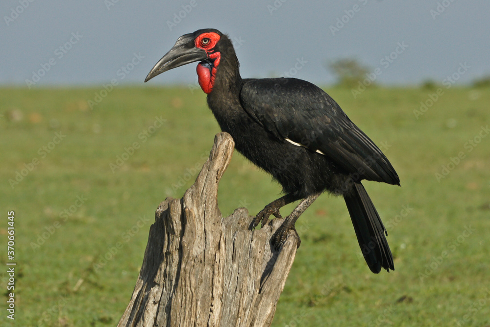 Ground hornbill sitting on tree stump, Masai Mara Game Reserve, Kenya Ground hornbill sitting on tree stump, Masai Mara Game Reserve, Kenya
