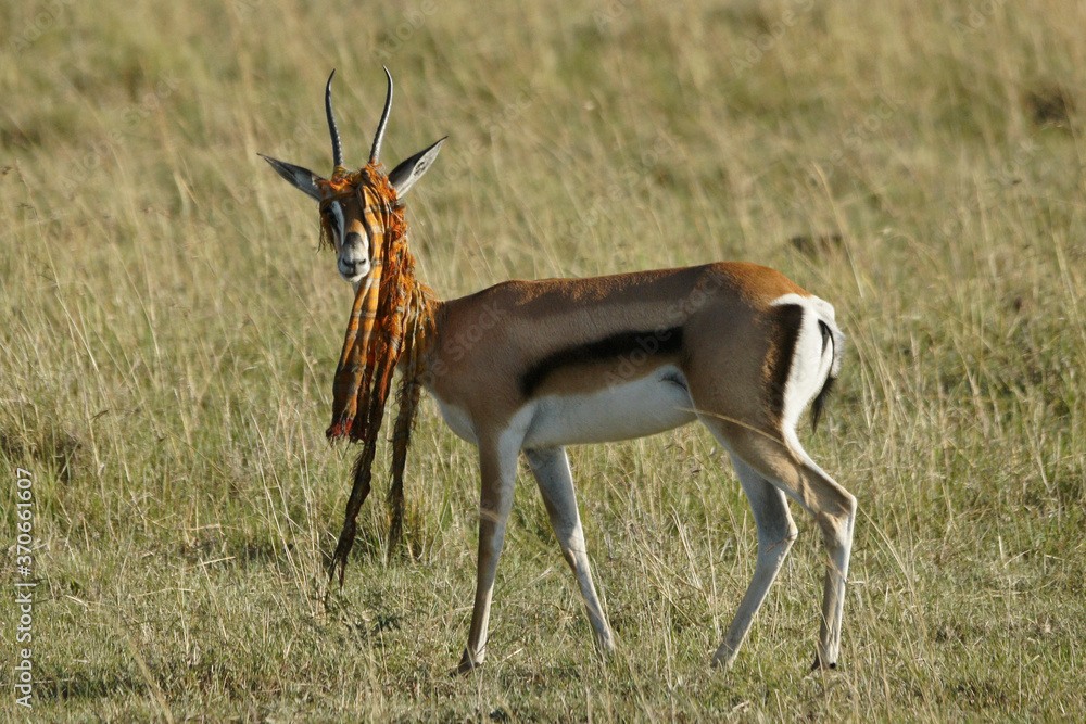 Grant's gazelle with discarded Masai shuka stuck on its horns, Masai Mara Game Reserve, Kenya Grant's gazelle with discarded Masai shuka stuck on its horns, Masai Mara Game Reserve, Kenya
