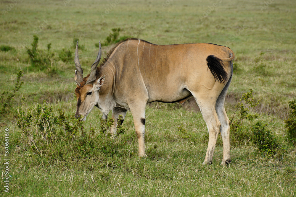 Fototapeta premium Male common eland browsing on bush, Masai Mara Game Reserve, Kenya