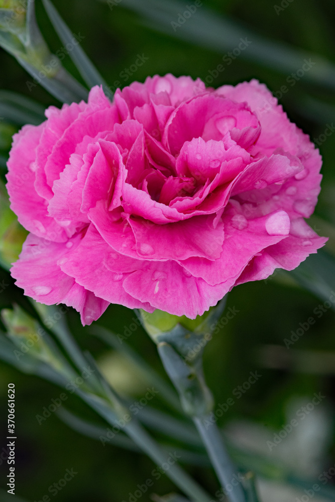 Single pink carnation flower