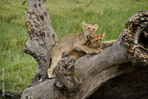 Lion cubs playing on log, Masai Mara Game Reserve, Kenya