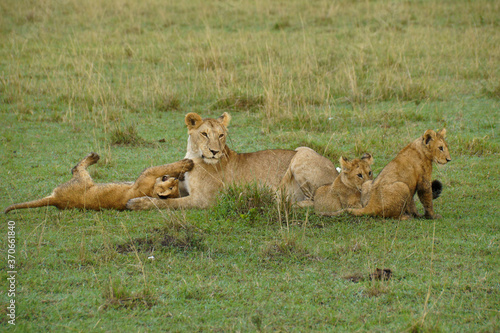 Lioness with cubs  Masai Mara Game Reserve  Kenya