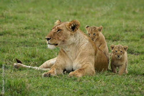 Obraz na plátně Lioness with tiny cubs, Masai Mara Game Reserve, Kenya