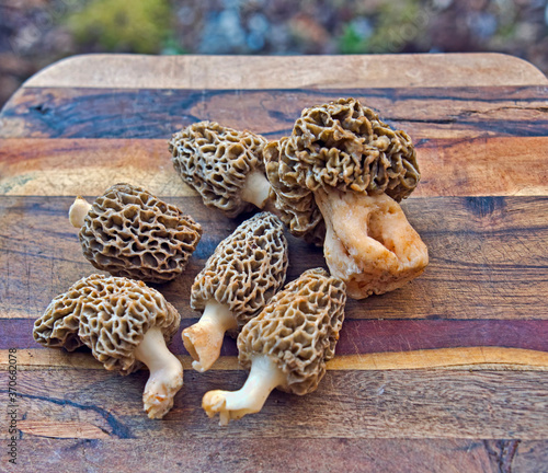 Fresh wild morel mushrooms on a wooden cutting board
