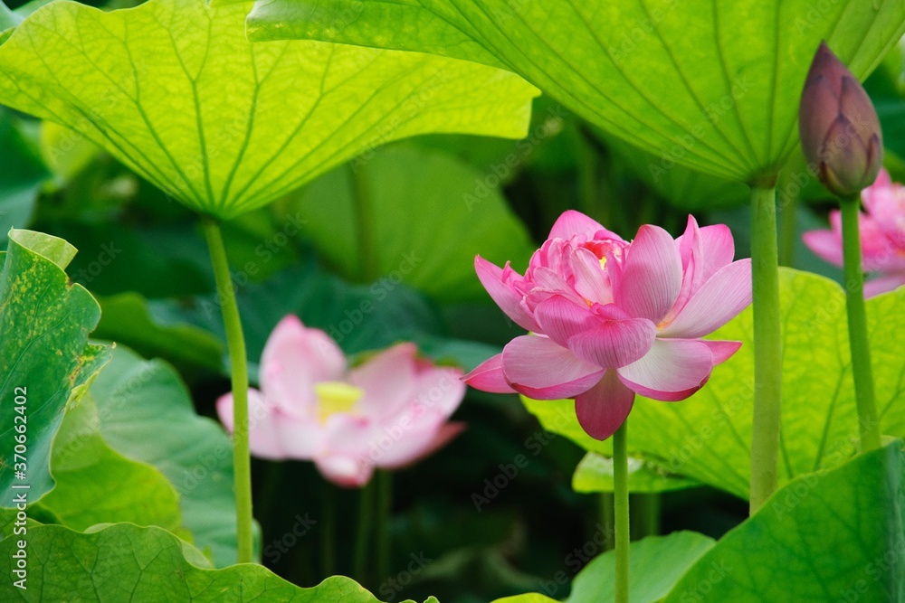 満開のピンクの蓮の花 満開のピンクの蓮の花