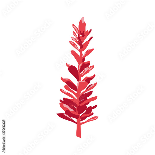 Red ginger exotic flower. Red entirely gingerflower blossoming tropical plant. Summer party, holidays, wedding, cosmetics floral design flat vector illustration isolated on white background photo