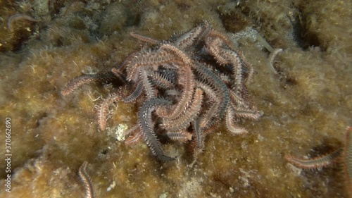 A lot of fireworms in mating season. Close up, Real timing. Bearded Fireworm (Hermodice carunculata) Underwater shot. Mediterranean Sea, Europe. photo