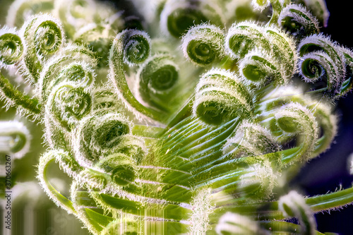 Sago Palm (Cycas revoluta) Developing Leaf photo