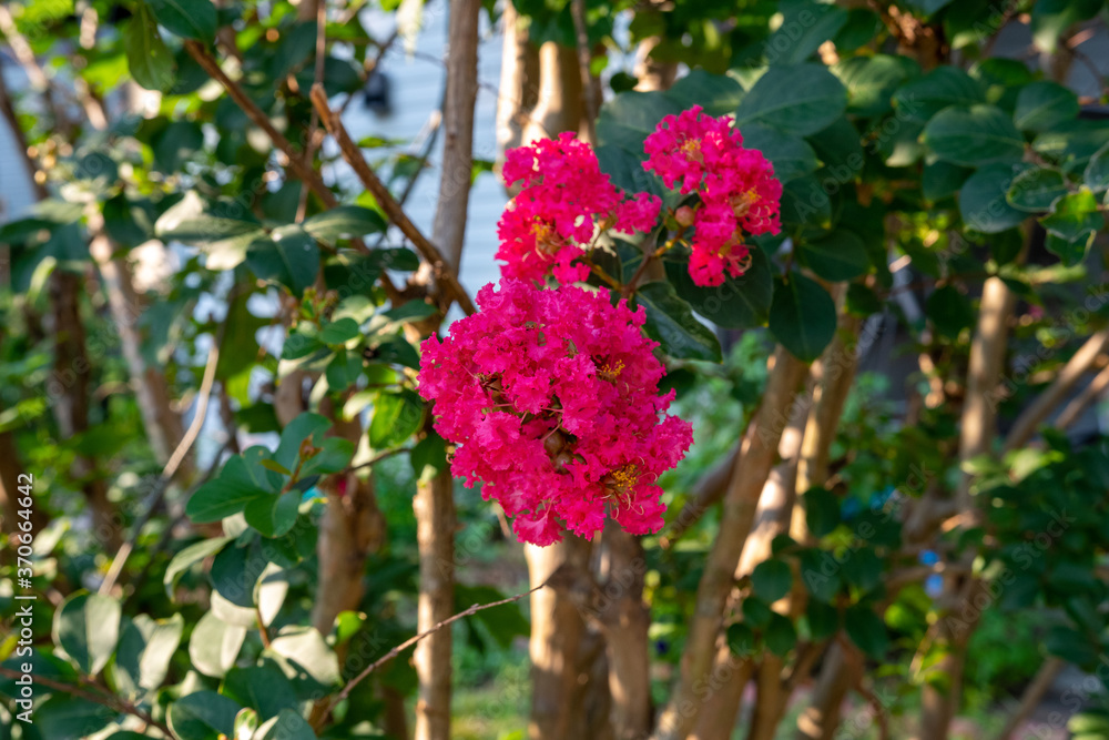 Obraz premium crape myrtle crepe myrtle flowers, closeup pink garden