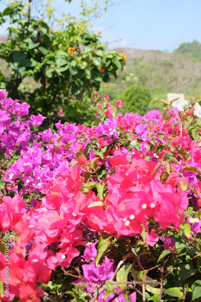 Fototapeta premium pink flowers in the garden