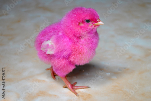 animals, pets, poultry, chicks, pink fur