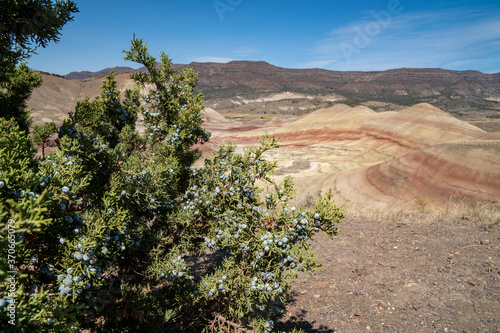 Juniper berries on a bush at the Painted Hills in John Day Fossil Beds National Monument in Oregon photo