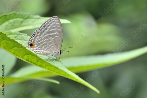 Butterfly (Jamides alecto dromicus) White corrugated butterfly.  © chienmuhou