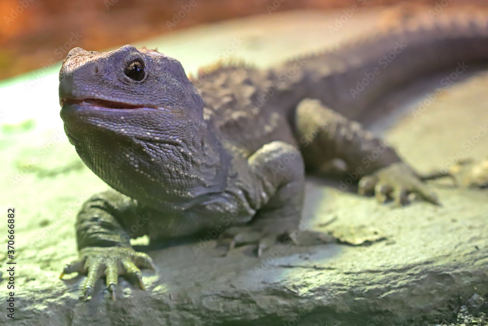 Obraz premium Close up of New Zealand Tuatara