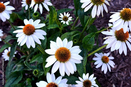 White daisies in a garden