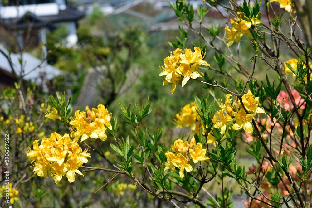 Obraz premium 黄色いツツジの花