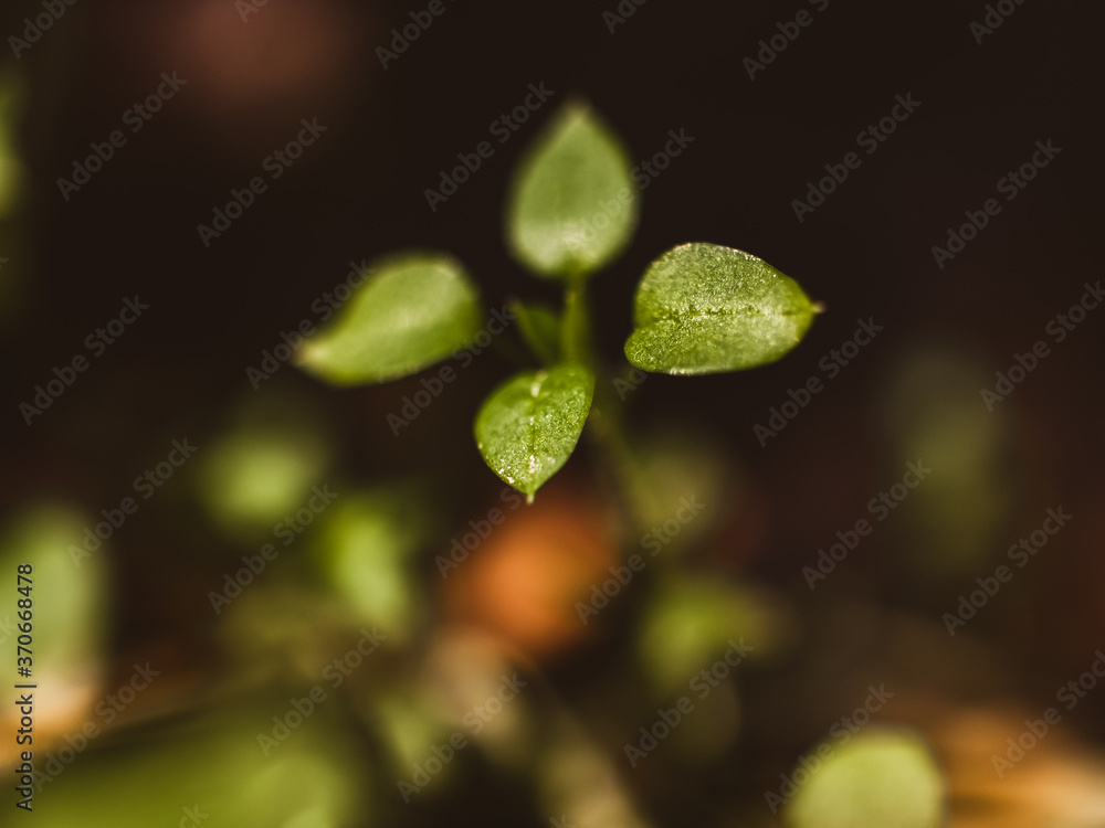 Small green leaves Small green leaves
