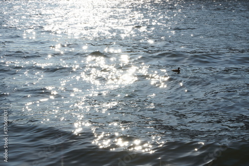 隅田川　水面のキラメキと水鳥 © takashi